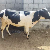 گاو مخصوص داشت و کشتار دشت امام