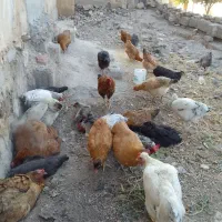 30عدد مرغ کُردی تخم گزار کرچ شو