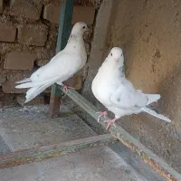 کفتر خالسبز