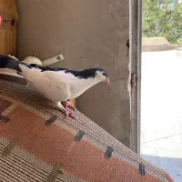 چپ سیاه