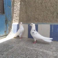 جوجه سرور