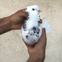طوقی رنگی پلاکی