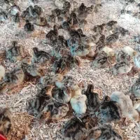 جوجه بوقلمون 1روزه و 10روزه نژاد دار برنز