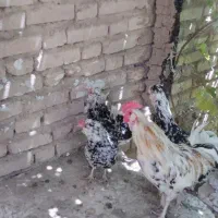 ۲عدد مرغ گلین ویه عدد خروس گلین بفروش میرسد