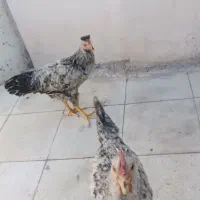 دو عدد خروس