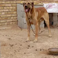 سگ سرابی|سگ|کبودرآهنگ, |دیوار
