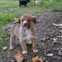 سگ ماده رایگان