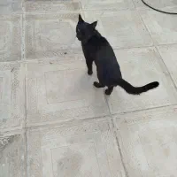 گربه خانگی|گربه|همدان, |دیوار