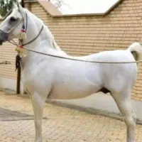 تعلیم تربیت اسب.پانسیون سوارکاری