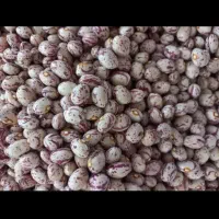 لوبیا چیتی تمیز دست چین شده
