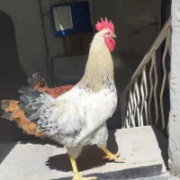دو تا خروس