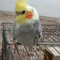 عروس‌هلندی
