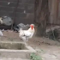 خروس کاکلی