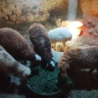 بره نر