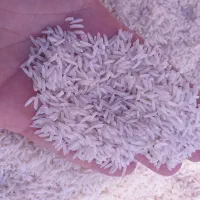 برنج هاشمی درجه یک گیلان
