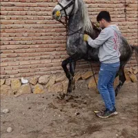 اسب کرد|اسب و تجهیزات اسب‌سواری|گوگان, |دیوار