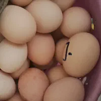 تخم مرغ