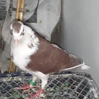 کبوتر پرشی و مناسب