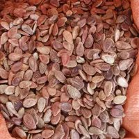 تخم هندوانه دیمه شیرین