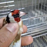 انواع پرنده سهره|پرنده|خمینیشهر, |دیوار