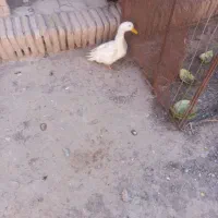 اردک 4 ماهه