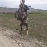 اسب نر