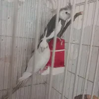 یک جفت عروس البینو آماده جوجه کشی