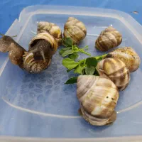 حلزون|خزنده|مرند, |دیوار