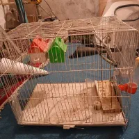 قفس پرنده