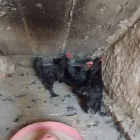 خروس مرندی