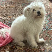 سگ پیدا شده