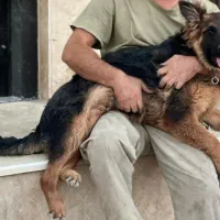 گمشده ژرمن دورنگ