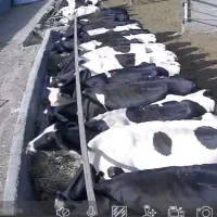 تعداد گاو شیری شناسنامه دار  دکتور مشار  شکم ۱ و۲