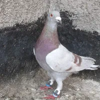 کفترکبوتر