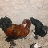 مرغ خروس سلطان پولند