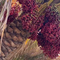 خرما|خدمات باغبانی و درختکاری|بم, |دیوار
