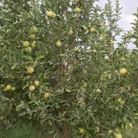 فروش-باغ-در-دهنو