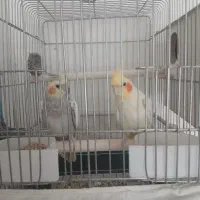 یک جفت عروس هلندی مولد