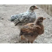 جوجه رسمی دوتا