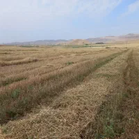 1هکتارزمین کشاورزی آبی