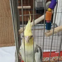 عروس هلندی نرو ماده همراه یه جوجه