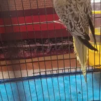 دوتا عروس هلندی سالم