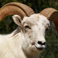 کله و پاچه گوسفند