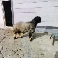 بره روزگاری اصل