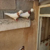 کفتر طوقی
