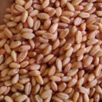 بذر گندم درجە یک