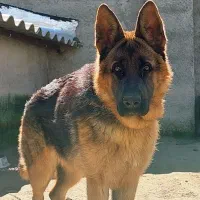 سگ ژرمن شپرد نژاد اصیل، ماده یکساله،