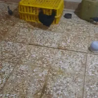 گنبوعه بزرگ
