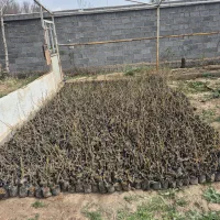 فروش ویژه نهال گل محمدی