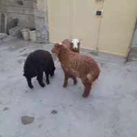 بره.بزُ.گوسفند